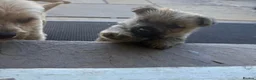 Norwich Terrier dogs for sale: Lucas  in Gerrards Cross - Advert 4
