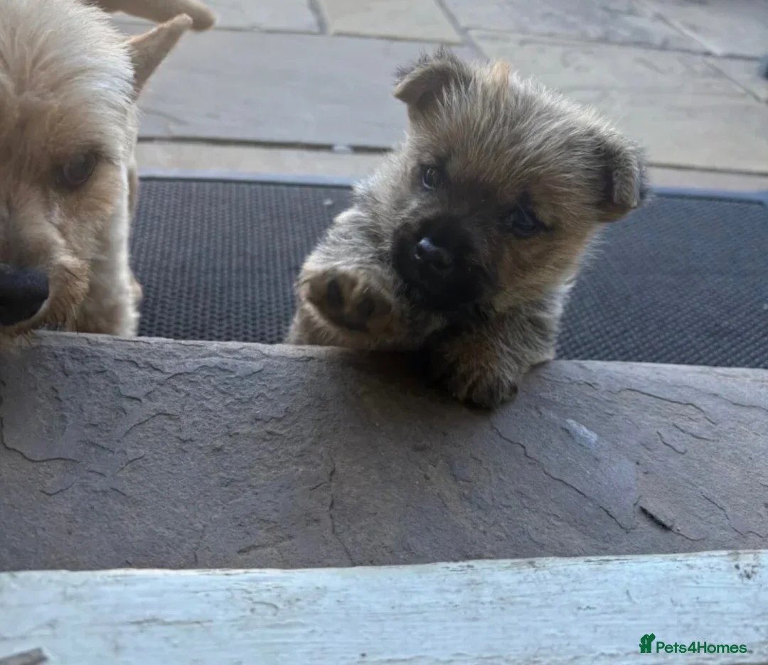 Norwich Terrier dogs for sale: Lucas  in Gerrards Cross - Advert 4