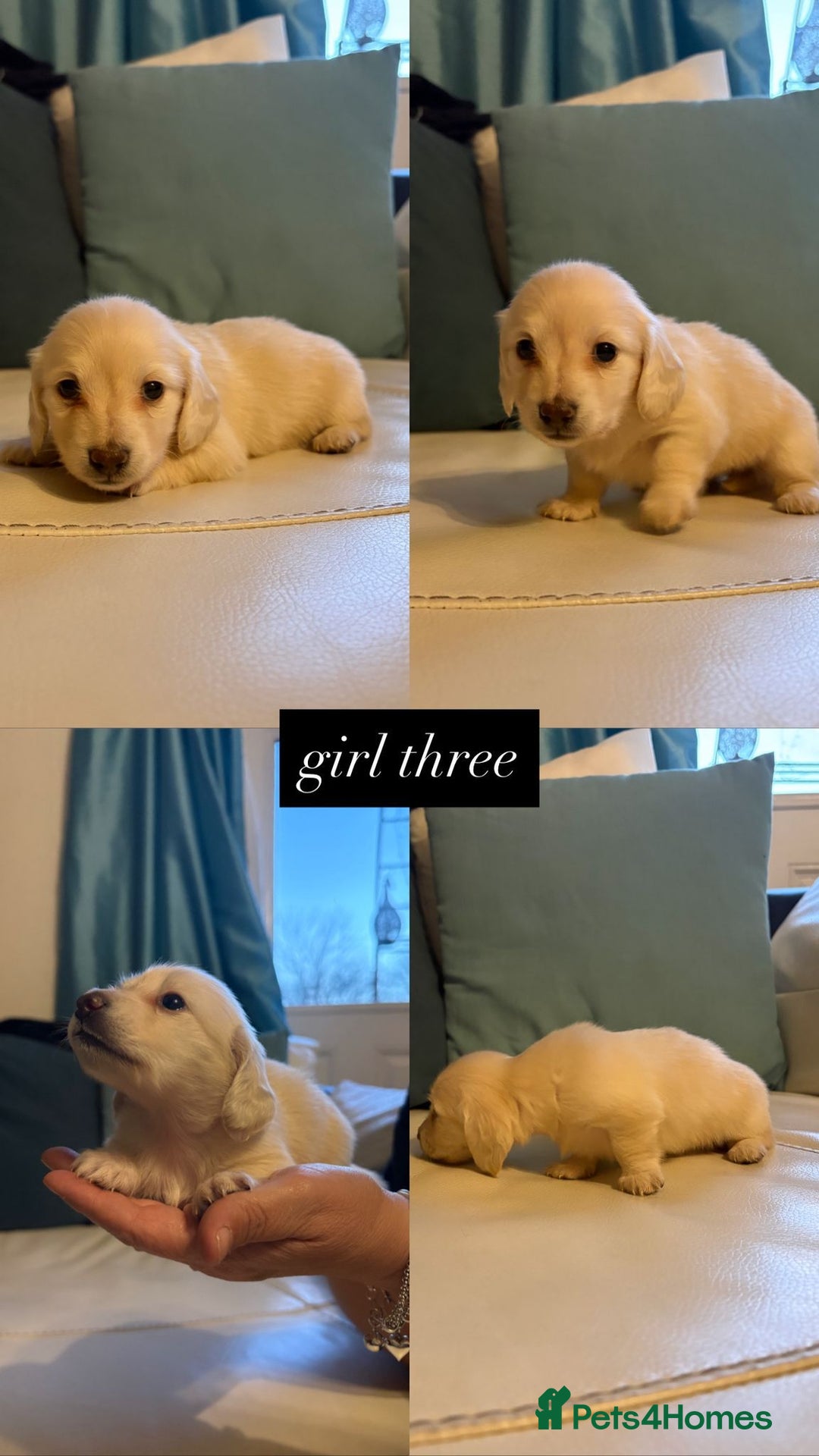 Miniature Dachshund dogs for sale: Miniature long haired cream dachshund puppies  - Advert 2