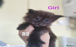 Maine Coon cats for sale: Absolutelly gorgeous kittens  - Image 4