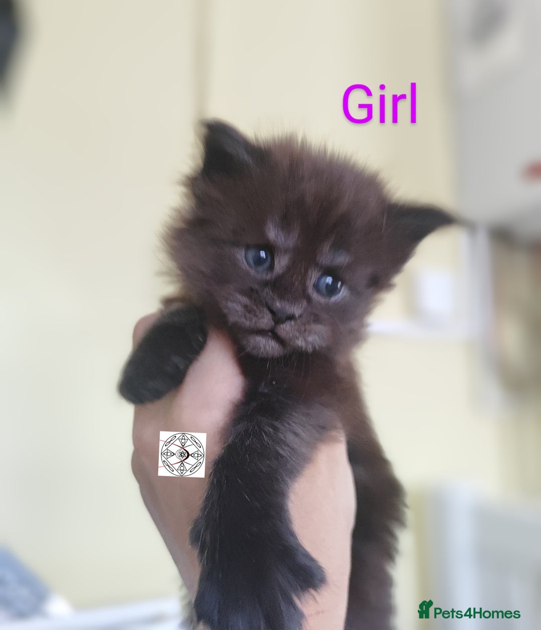 Maine Coon cats for sale: Absolutelly gorgeous kittens  - Image 4