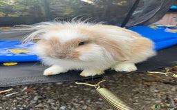 Lionhead rabbits for sale: 2 lionheads + giant Flemish x Rex for sale  - Image 2