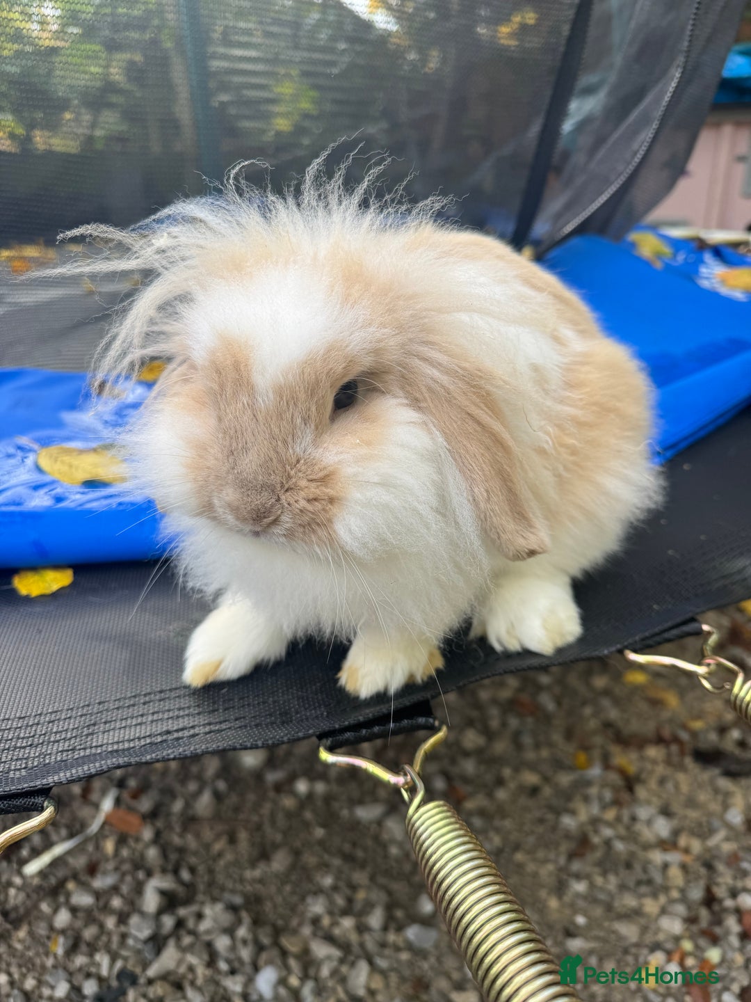 Lionhead rabbits for sale: 2 lionheads + giant Flemish x Rex for sale  - Image 2