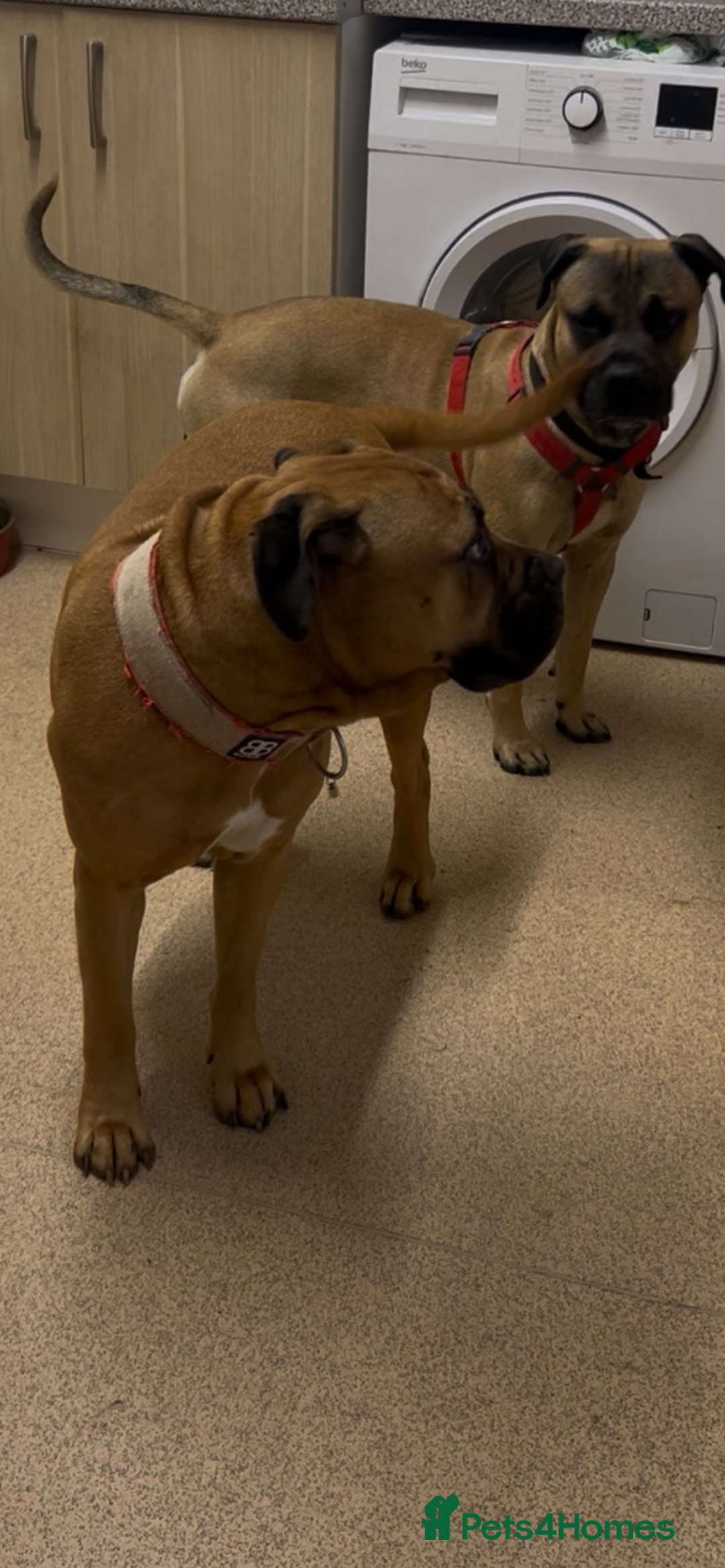 Mixed Breed dogs for sale: Mastiff puppies - Image 17