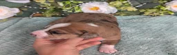 Mixed Breed dogs for sale: 3/4 Jack Russell puppies ❤️🐶 - Advert 8