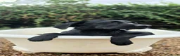 Labrador Retriever dogs for sale: 1 STUNNING BLACK KC BOY - Advert 10