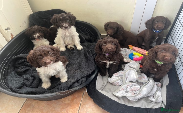Mixed Breed dogs - Advert 1