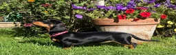 Miniature Dachshund dogs for sale: 4 stunning minature dachshund puppies.  - Advert 2