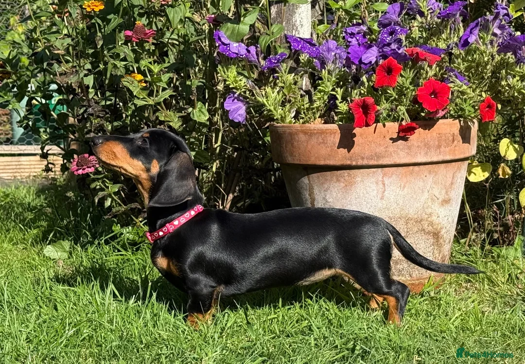 Miniature Dachshund dogs for sale: 4 stunning minature dachshund puppies.  - Advert 2