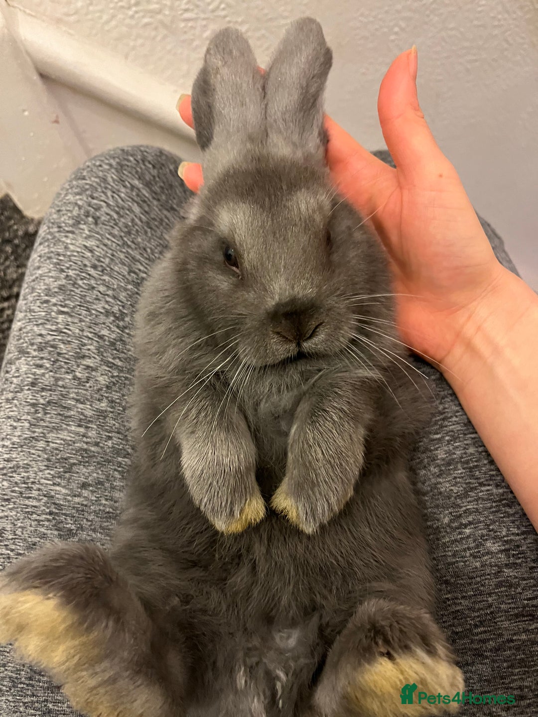 French Lop rabbits for sale: Little bunny’s  - Advert 4