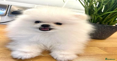 Pomeranian dogs Korean–Russian Exclusive Teddy Bear Pomeranian ✨🐻 - Advert 2