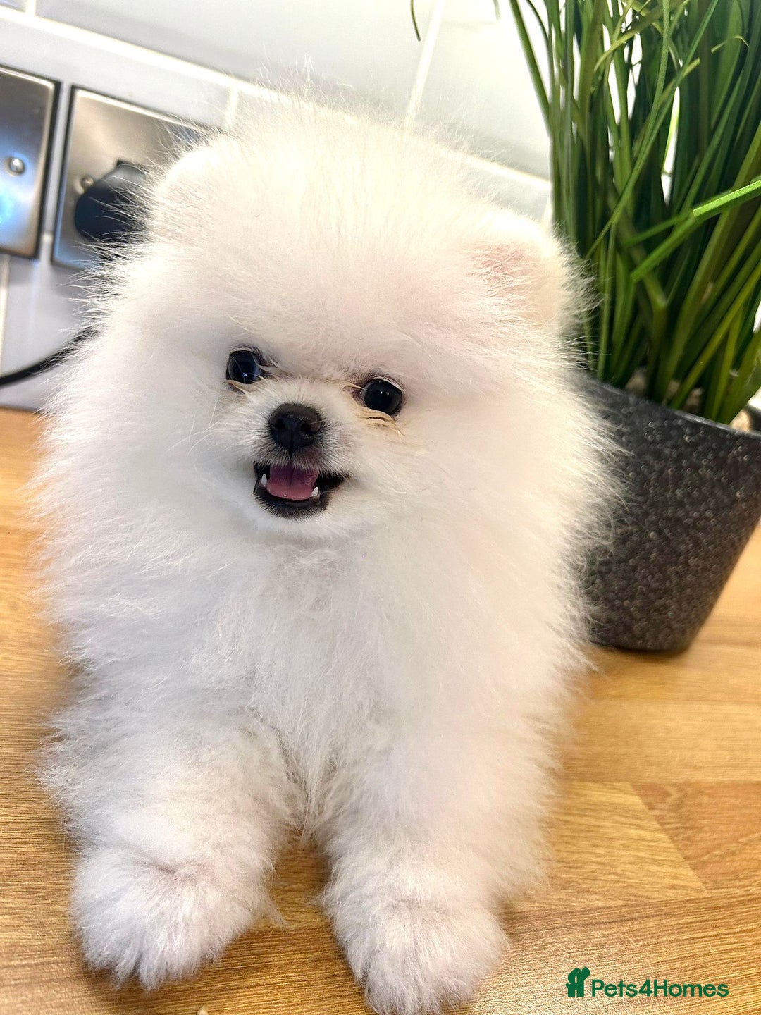 Pomeranian dogs for sale: Korean–Russian Exclusive Teddy Bear Pomeranian ✨🐻 - Advert 3