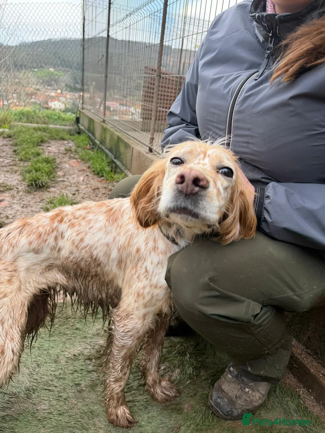 English Setter dogs for adoption: Estrella - Advert 14