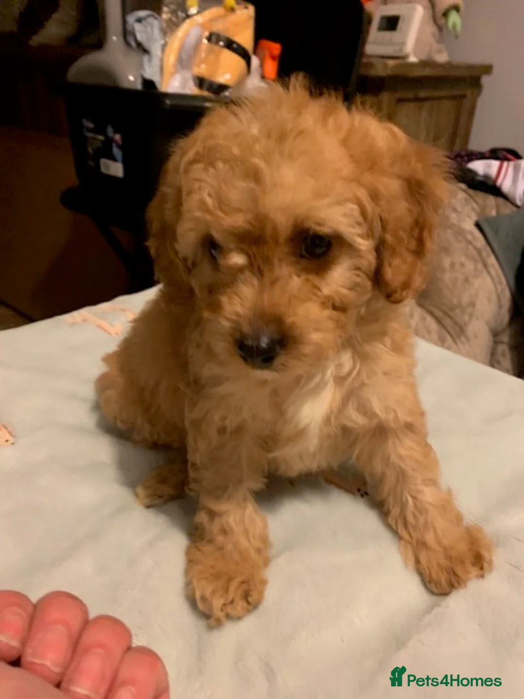 Cockapoo dogs for sale: male Cockapoo  - Advert 3