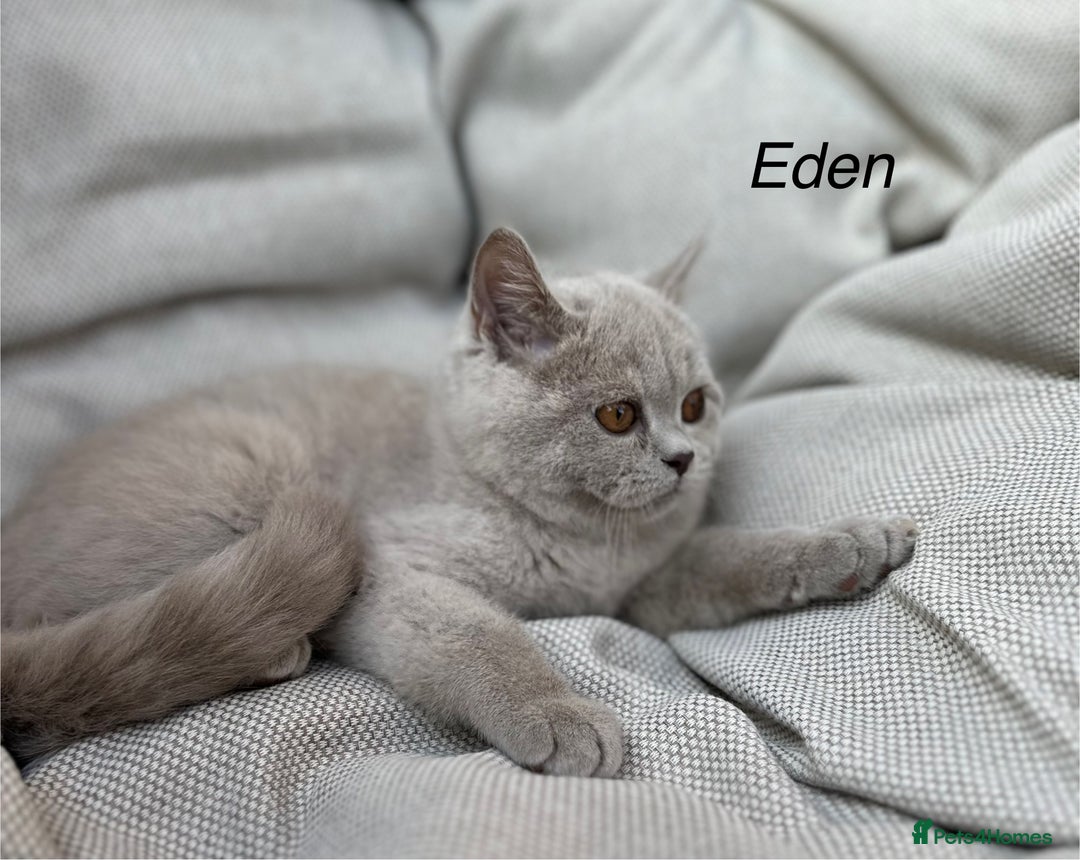 British Shorthair cats for sale: Ready British Shorthair Chunky Kittens - Image 11