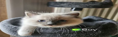 Ragdoll Kitten 🍏Boy