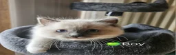 Ragdoll cats for sale: Ragdoll Kitten AVALIABLE  - Advert 26