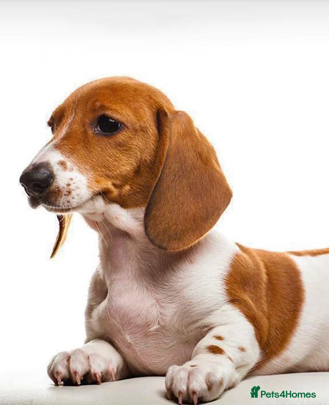 Miniature Dachshund dogs for sale: Beautiful Pedigree Miniature Dachshunds - Advert 2