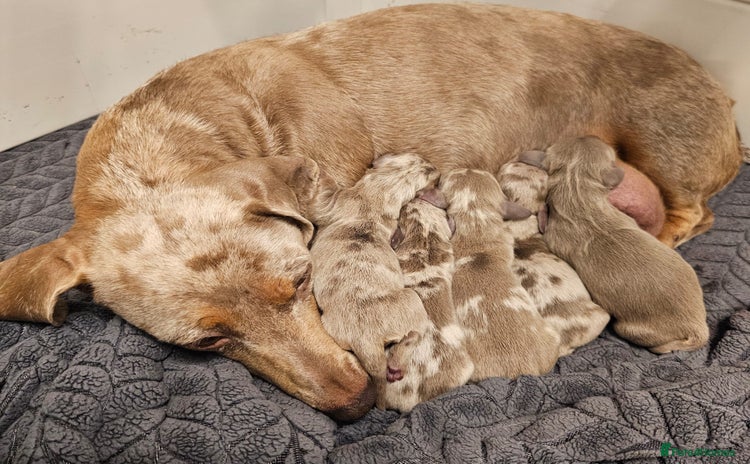 Dachshund dogs Isabella Dapple Dachshund Puppies - Advert 1