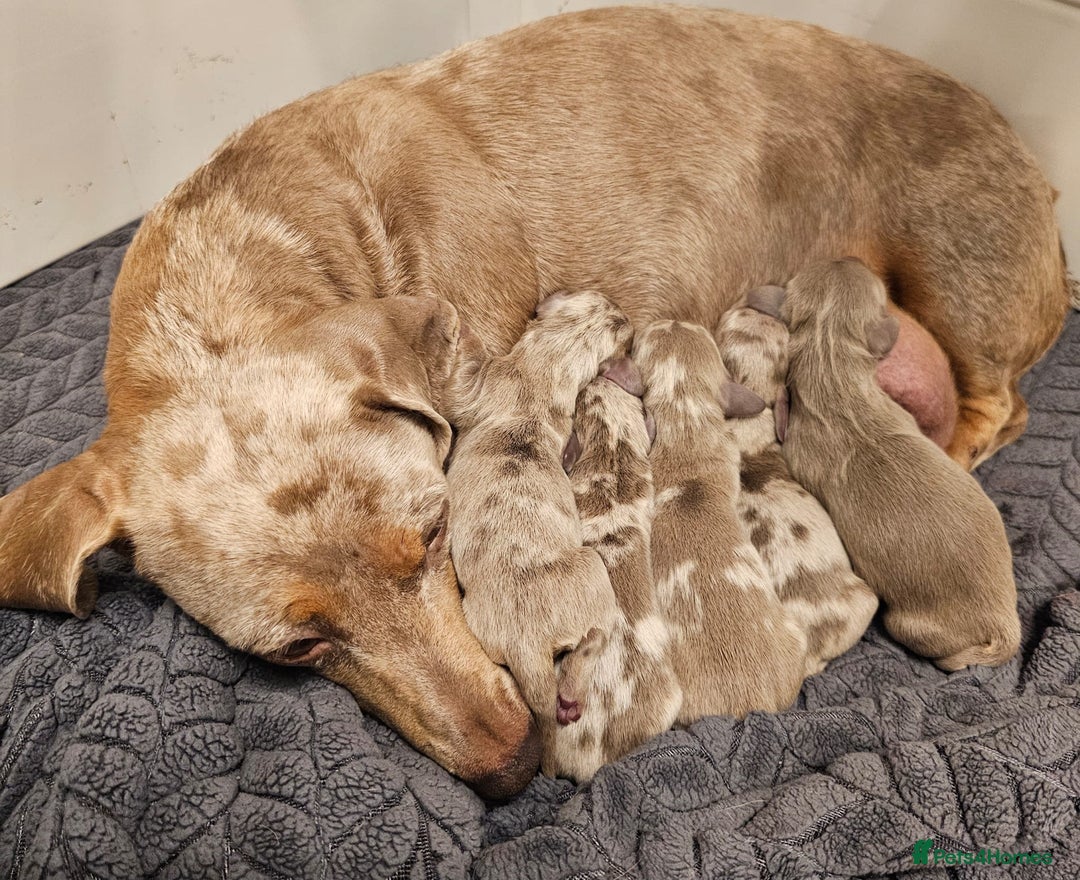 Dachshund dogs for sale: Isabella Dapple Dachshund Puppies - Advert 1