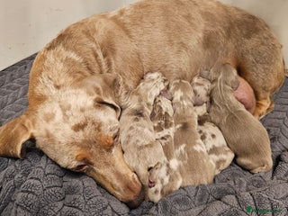 Dachshund dogs Isabella Dapple Dachshund Puppies - Advert 14