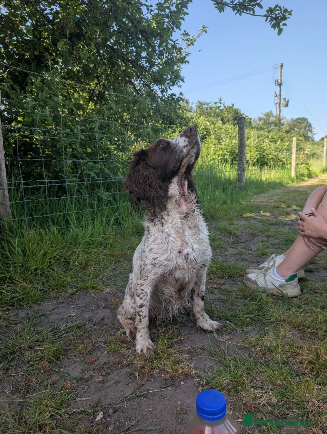 English Springer Spaniel dogs for sale: Springer pups for sale  - Advert 1