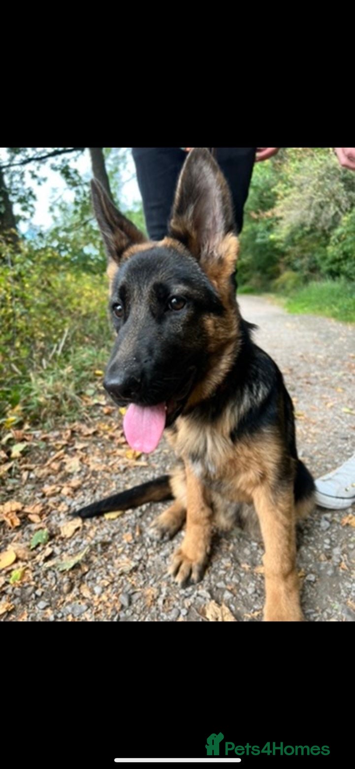 German Shepherd dogs German shepherd for rehome - Advert 1