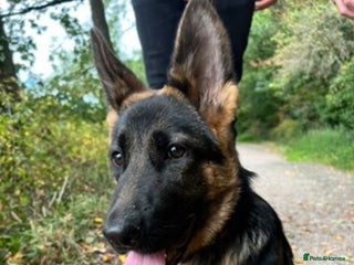 German Shepherd dogs German shepherd for rehome - Advert 1