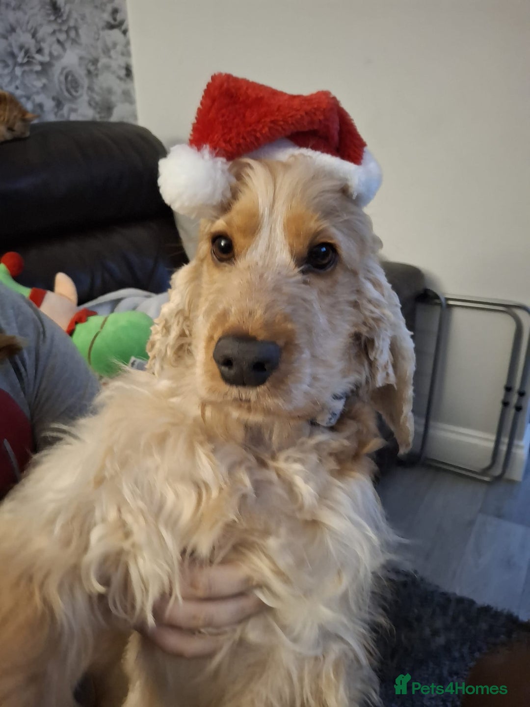 Cocker Spaniel dogs for sale: READY NOW ! Kc reg show cockers - Advert 2