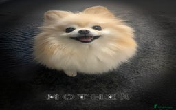 Pomeranian dogs for sale: Mini🐻Teddy Bear Face🏆Champion Lines - Image 6