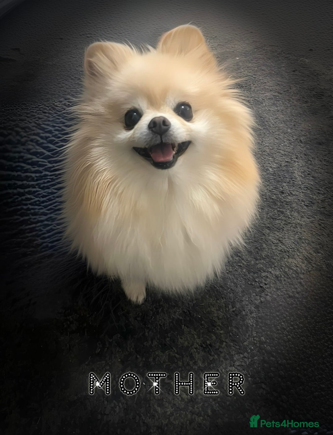 Pomeranian dogs for sale: Mini🐻Teddy Bear Face🏆Champion Lines - Image 6