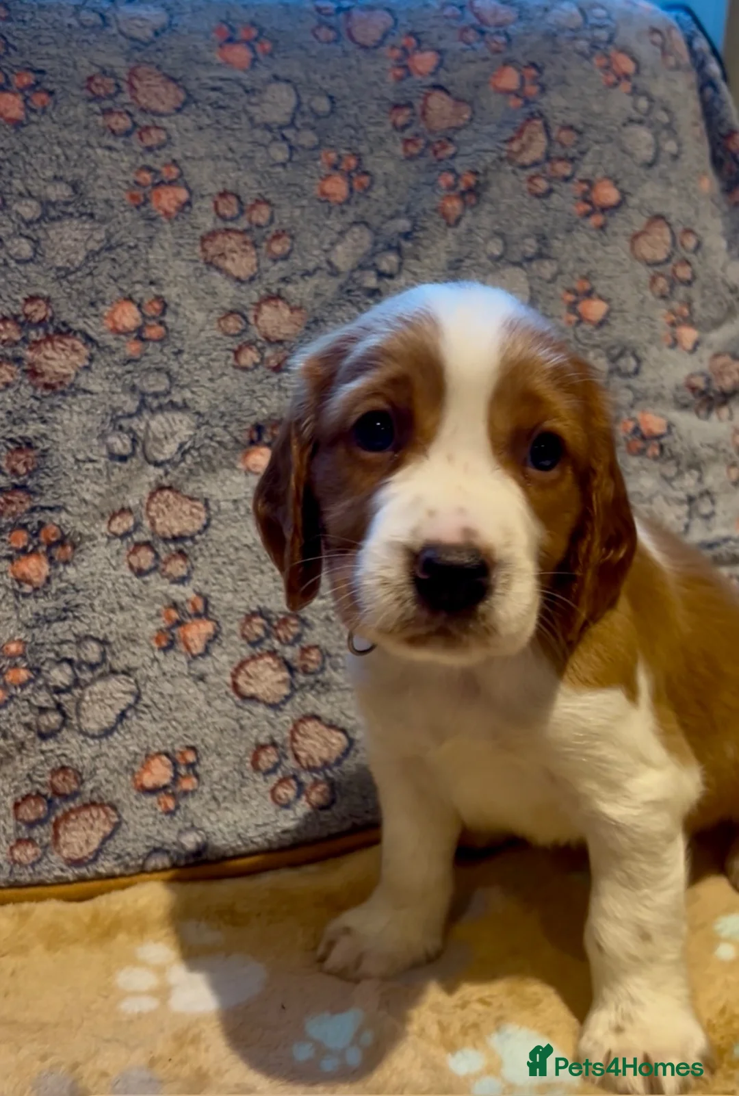 Welsh Springer Spaniel dogs for sale: Welshie 🏴󠁧󠁢󠁷󠁬󠁳󠁿 pups health tested parents  - Advert 2