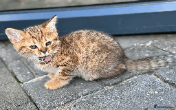 British Shorthair cats for sale: British shorthair - Image 2