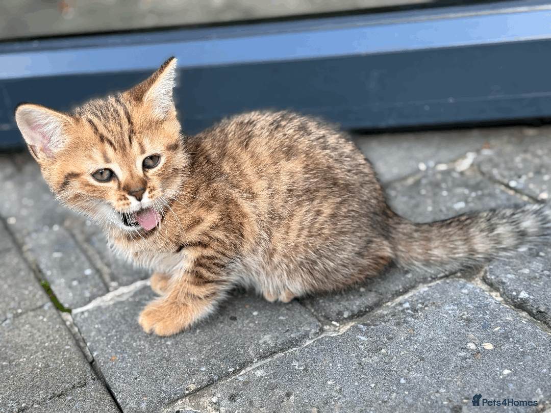 British Shorthair cats for sale: British shorthair - Image 2