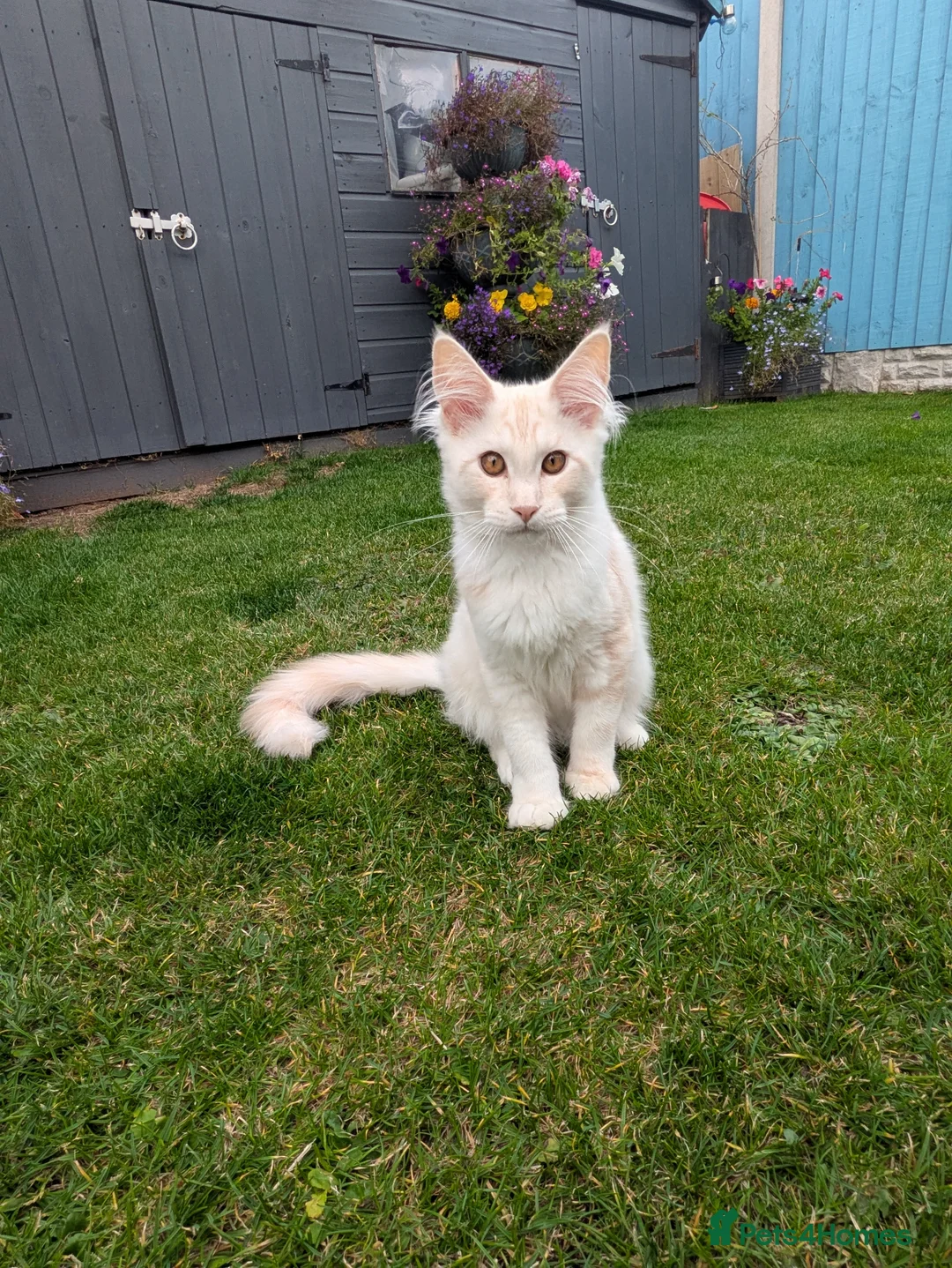 Maine Coon cats for sale: Beautiful female smoked tortie - Advert 31