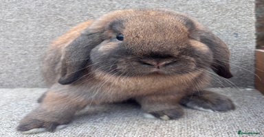 Dwarf Lop rabbits - Advert 7