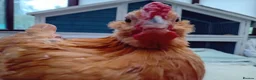 Chickens poultry for sale: Bearded Serama Trio for Loving Home - Advert 3