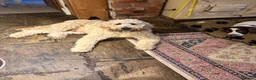 Goldendoodle dogs for stud: Goldendoodle for Stud - Advert 18