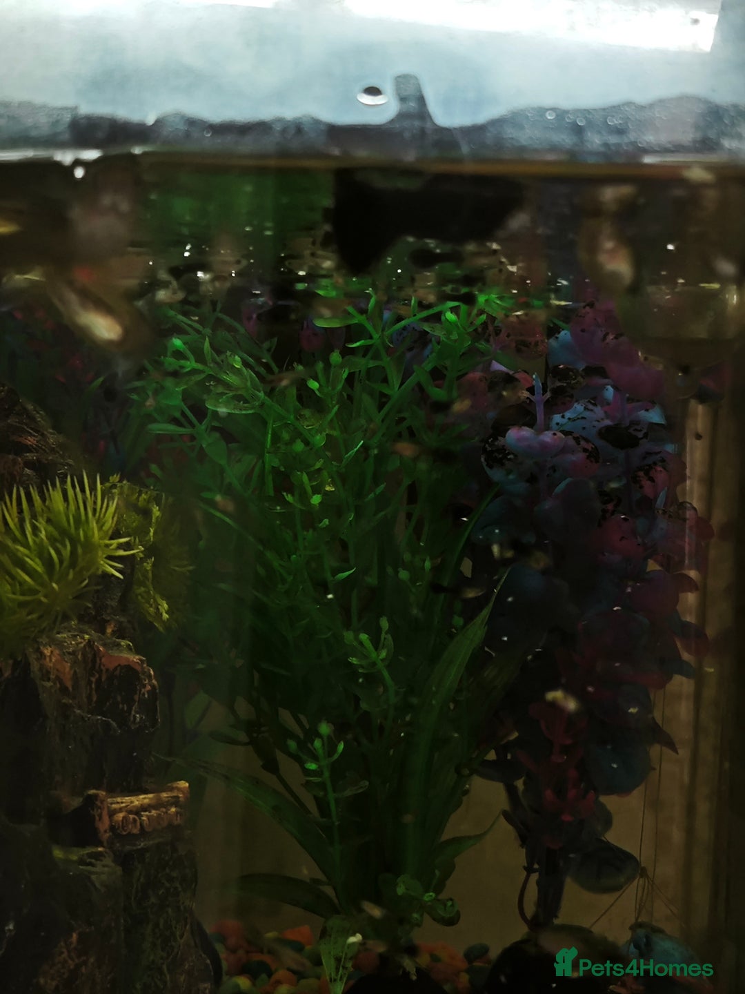 Rainbow Fish fish for sale: Baby Guppies  - Advert 2