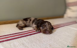 Miniature Dachshund dogs for sale: KC Long haired miniature dachshund puppies - Image 5