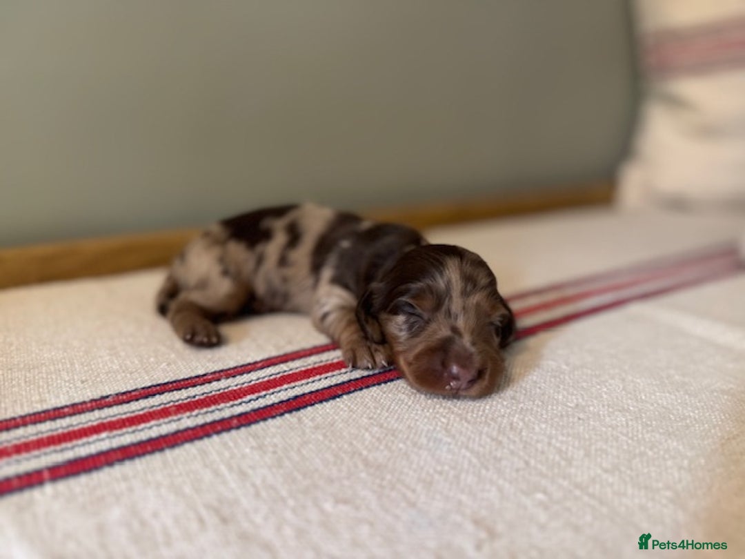 Miniature Dachshund dogs for sale: KC Long haired miniature dachshund puppies - Image 5