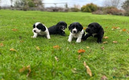 Cocker Spaniel dogs for sale: Cocker Spaniel Puppies for sale  - Advert 7