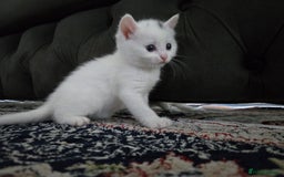 British Longhair cats for sale: 🐾 ADORABLE KITTENS FOR SALE 🐾 - Image 9