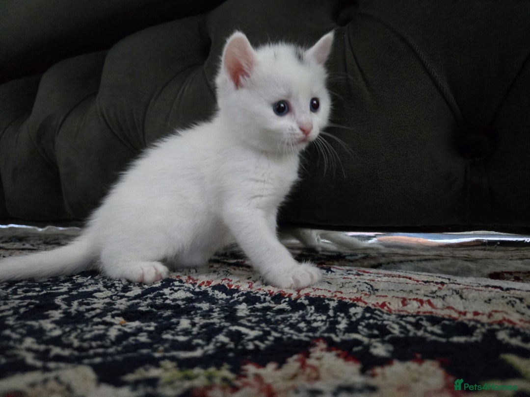 British Longhair cats for sale: 🐾 ADORABLE KITTENS FOR SALE 🐾 - Image 9