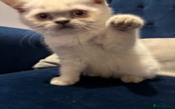 British Shorthair cats for sale: British short hair  - Image 8