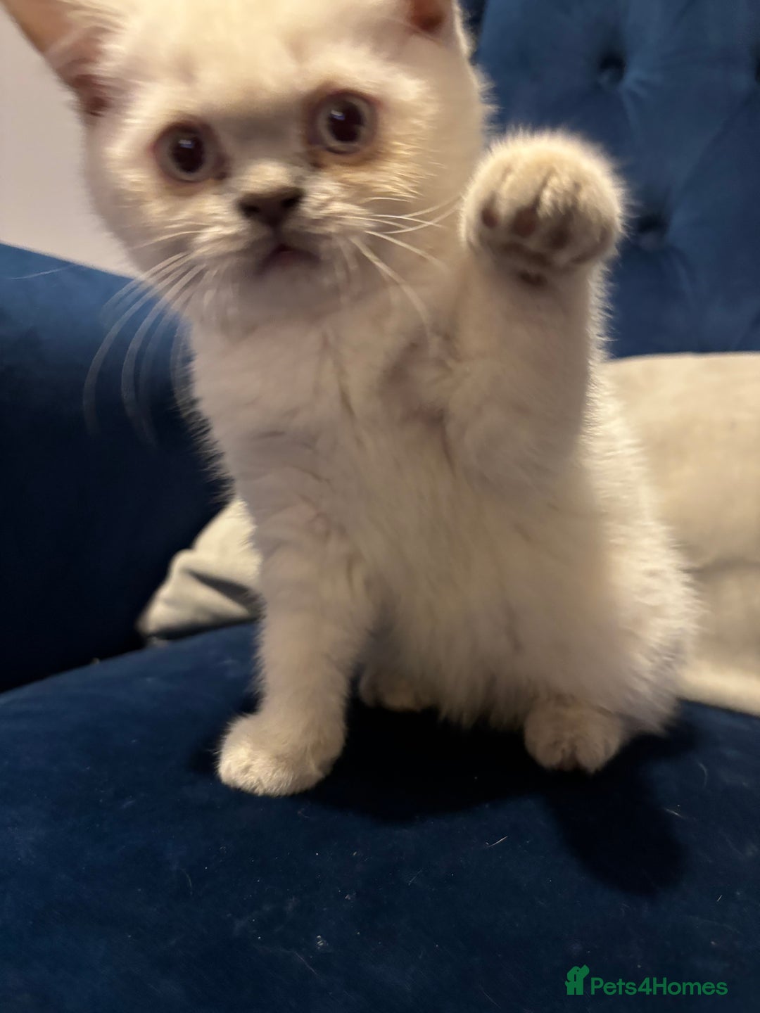 British Shorthair cats for sale: British short hair  - Image 8