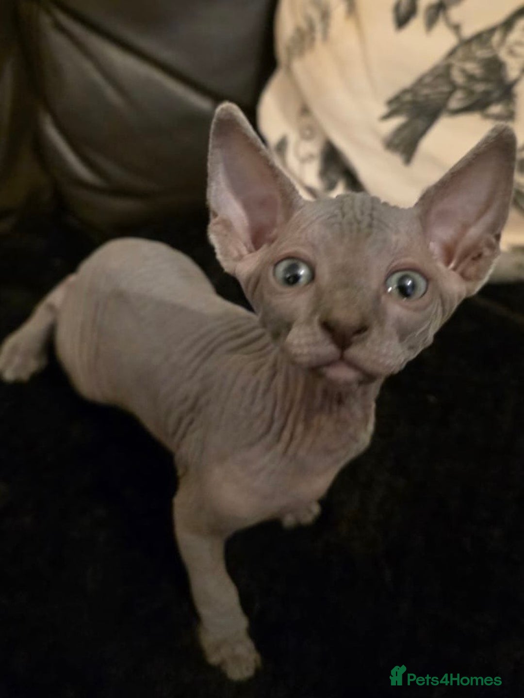 Sphynx cats for sale: ✨ Gorgeous Chunky Sphynx Kittens – Ready Soon! ✨ - Advert 5