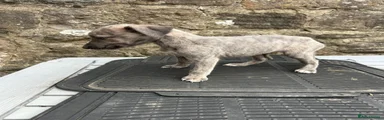 Lurcher 4