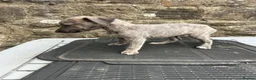 Lurcher dogs for sale: Bedlington whippet lurcher pups - Advert 13