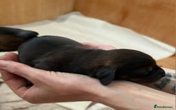 Dachshund dogs for sale: Adorable miniature dachshunds - Advert 8